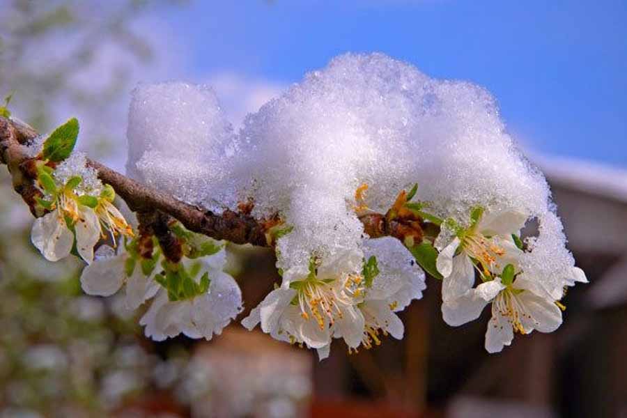 Что делать чтобы весенние заморозки весной не навредили растениям, советы