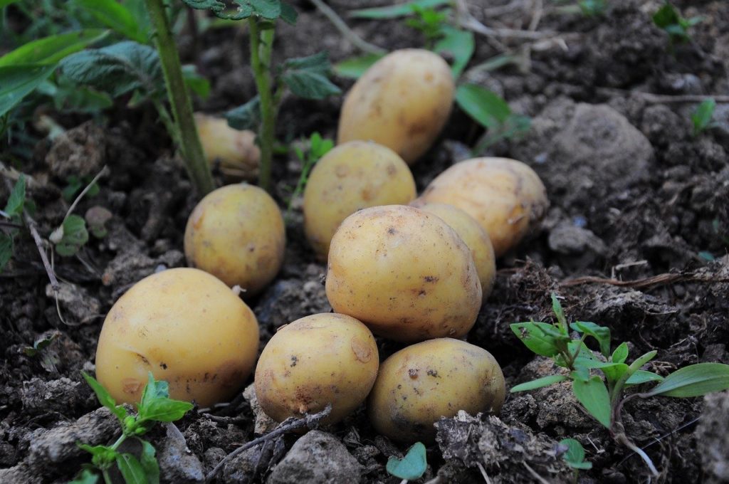 Рекомендации эксперта, как вырастить ранний картофель