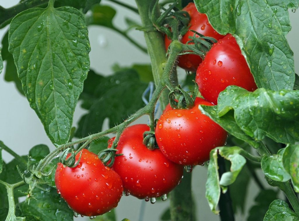 Рекомендация эксперта, как  вырастить крепкую рассаду помидор