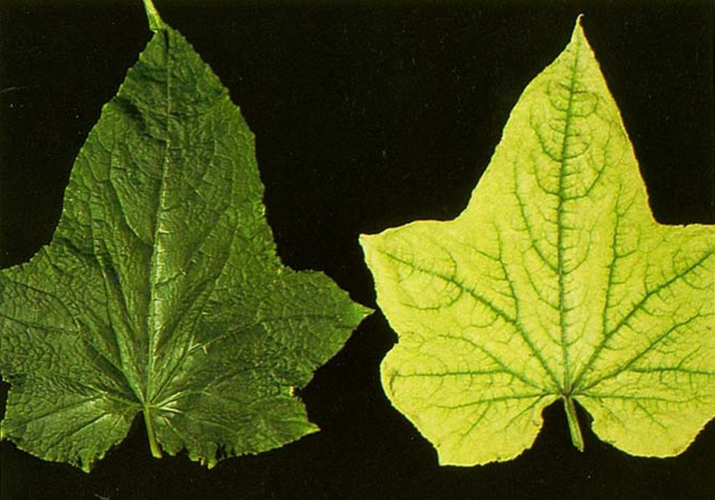 Признаки нехватки элементов у огурцов по листьям с фото