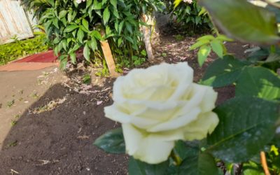 Как подготовить розы к длительному цветению