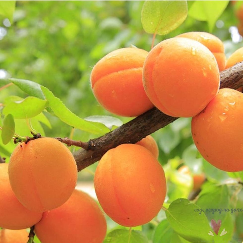 Рекомендация эксперта, какие сорта абрикосов растут на Урале