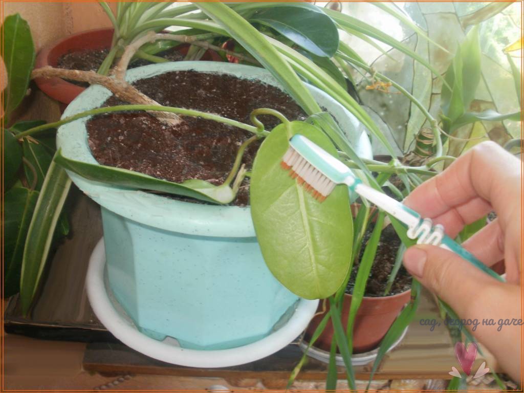 Рекомендация эксперта, как избавить от болезней и вредителей комнатные растения