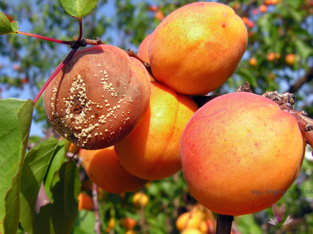 Рекомендация эксперта, чем обработать абрикосы, чтобы не опадали плоды