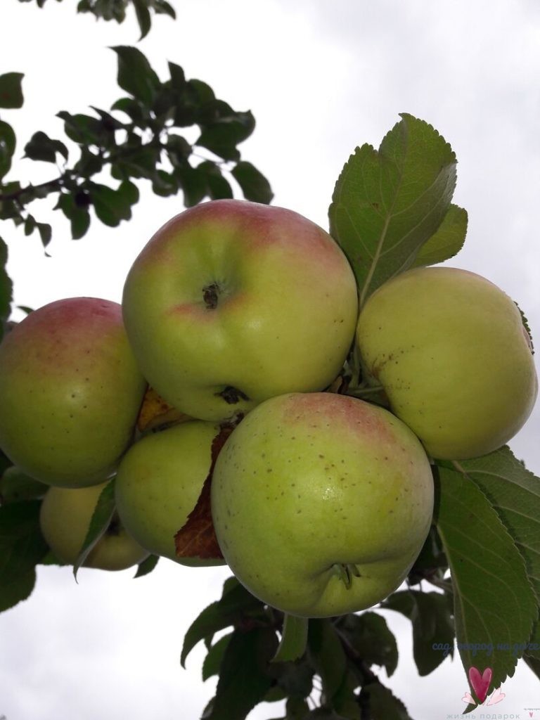 Рекомендация эксперта, какие сорта яблонь лучше для сада