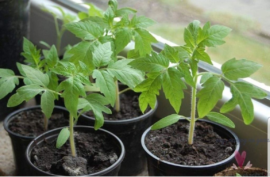 Рекомендация эксперта, как вырастить рассаду помидоров