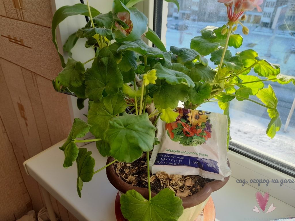 Рекомендация эксперта, как вырастить виолу из семян