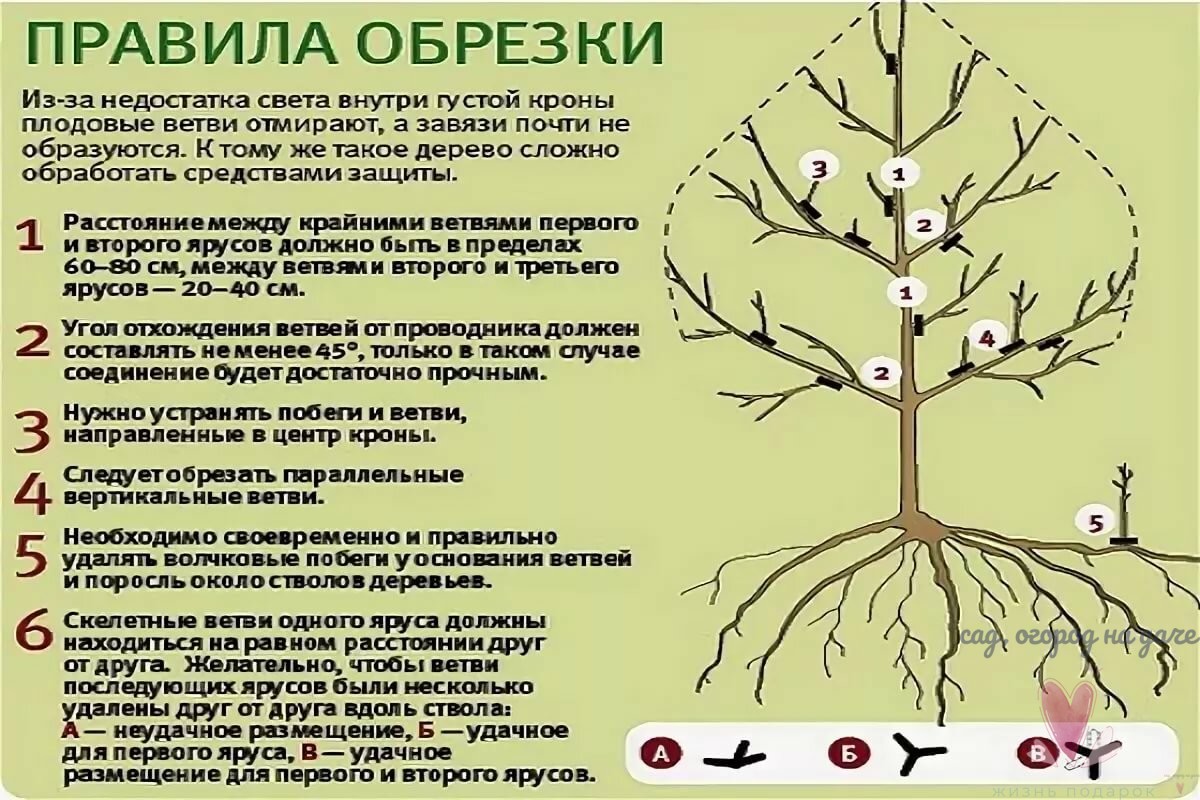 Обрезка шелковицы весной схема